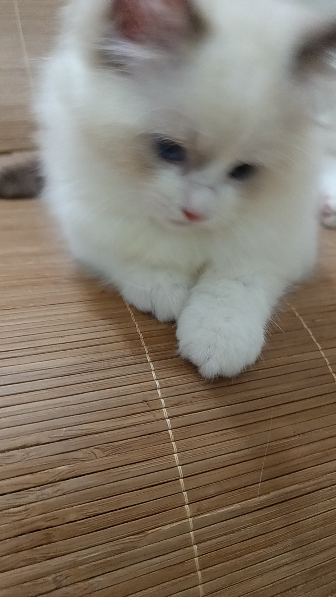 自己家养的布偶猫咪